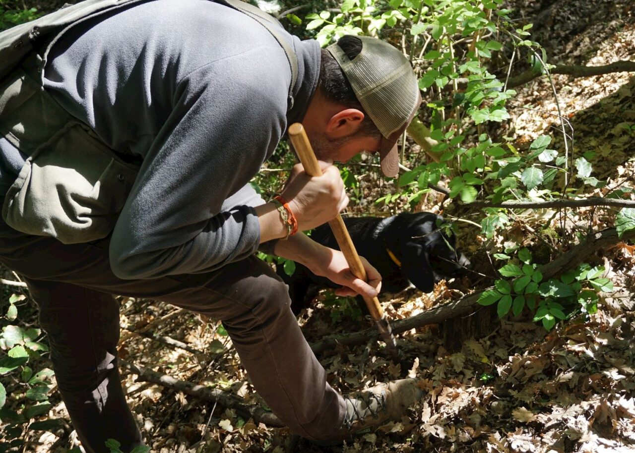 DOLCE VITA TOUR ! - TRUFFLE HUNTING, FOOD & WINE TOUR IN CHIANTI - Private Shore Excursion from Piombino - Image 28