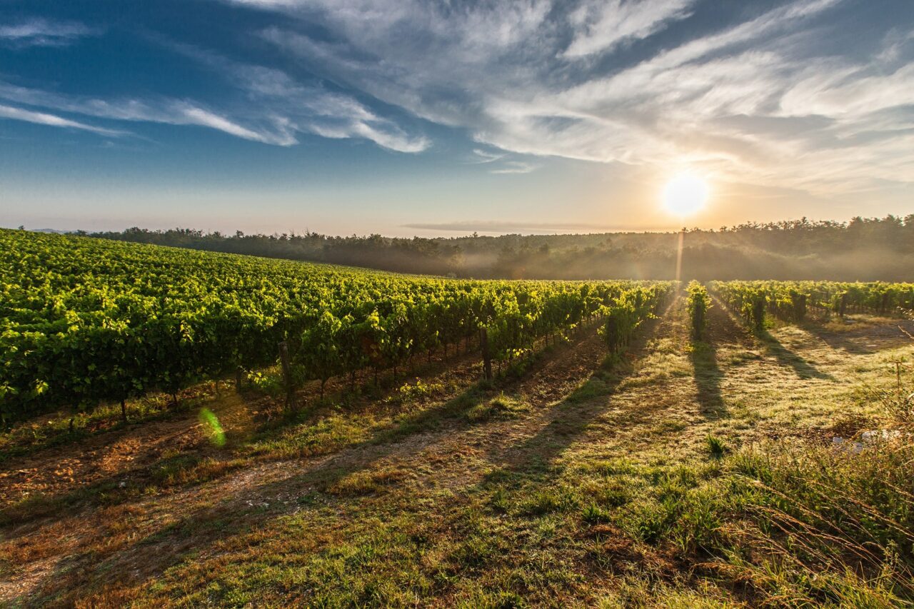 YUMMY TUSCANY ! FOOD & WINE TOUR IN CHIANTI & TUSCANY - Private Shore Excursion from Piombino - Image 26
