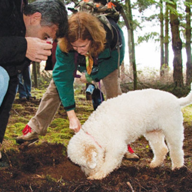 DOLCE VITA TOUR ! &ndash; TRUFFLE HUNTING, FOOD & WINE TOUR IN CHIANTI &ndash; Private Shore Excursion from Marina di Carrara